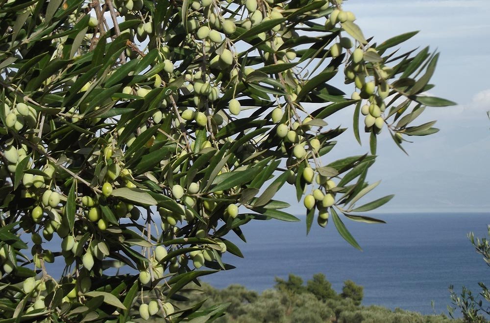 Delice Zeytin ve Zeytinyağı Delice Olive and Olive Oil 1