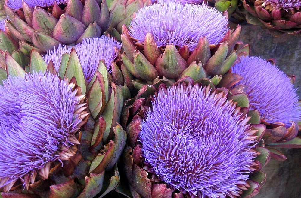 Enginar Artichoke