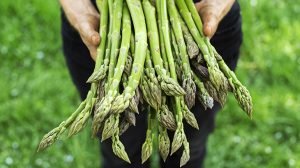 Kuşkonmaz Asparagus1