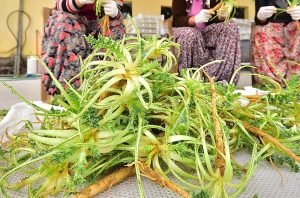 Şevketi Bostan - Shevketi Bostan 8