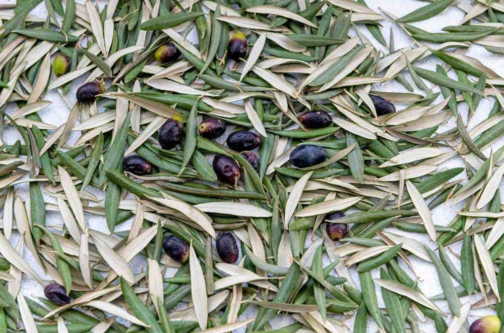 Zeytin Yaprağı Çayı Olive Leaf Tea 10
