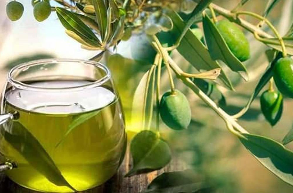 Zeytin Yaprağı Çayı Olive Leaf Tea 4